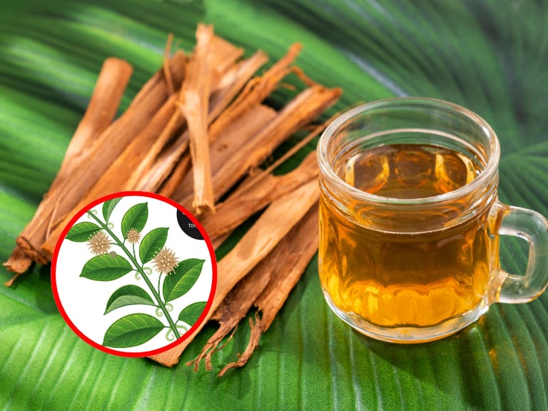 Planta uña de gato, imágenes de referencia // Getty Images