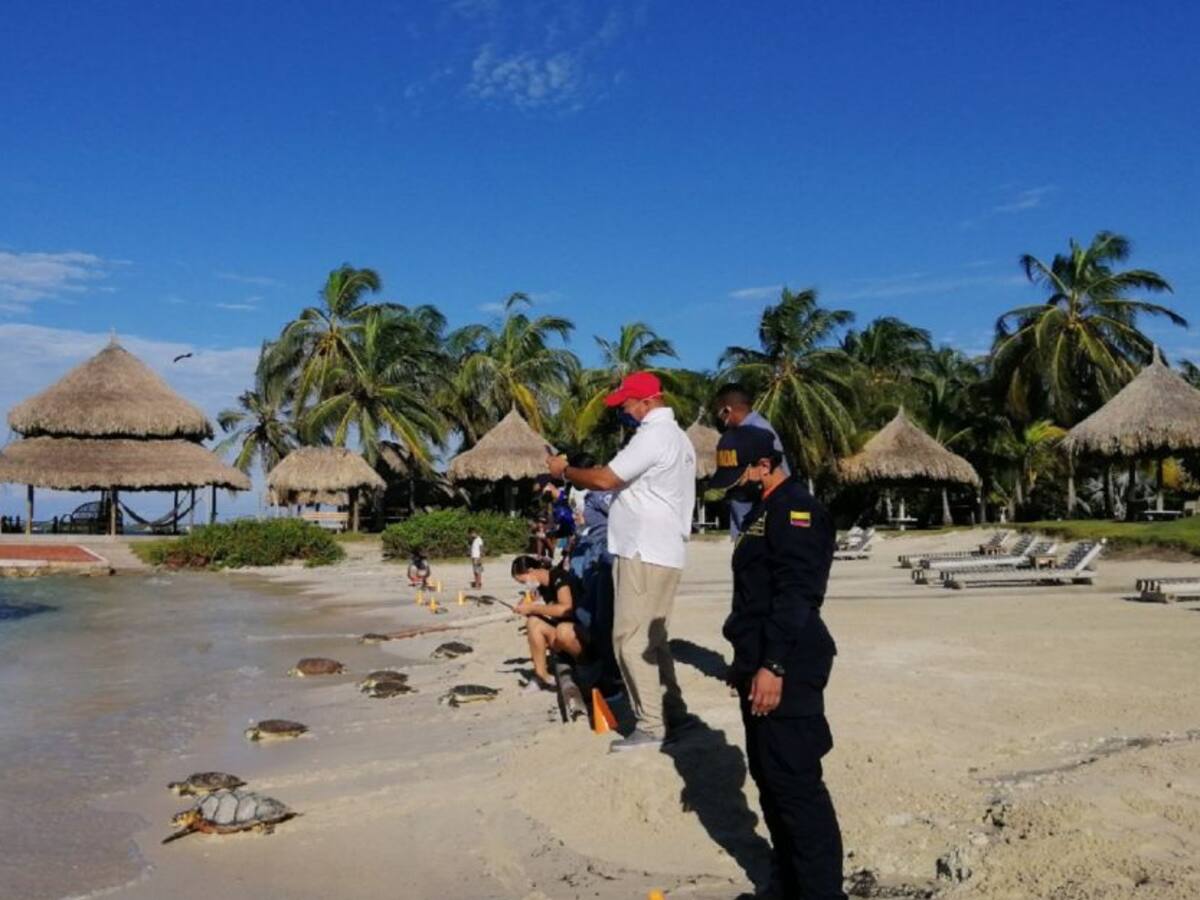 Liberan tortugas marinas en el Archipiélago de San Bernardo
