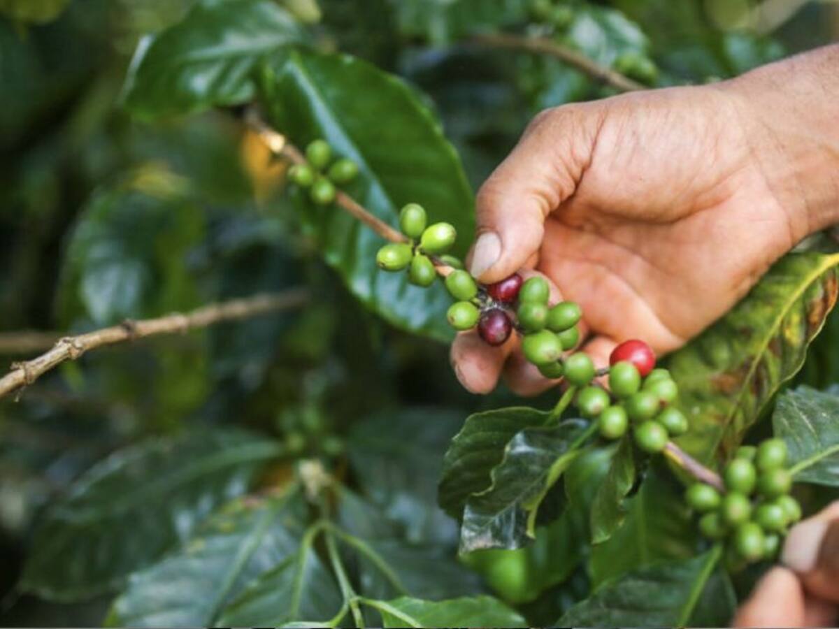 20 mil sacos de café están sin comercializar en Antioquia por bloqueos