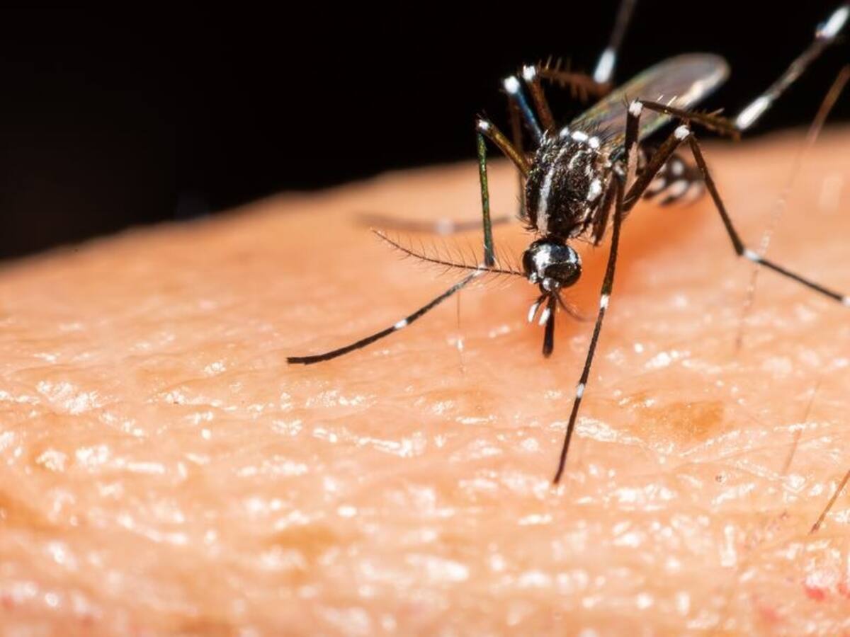 En promedio se registran dos contagios diarios por dengue en Caldas.
