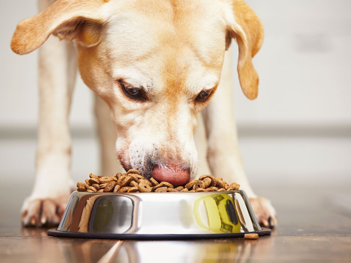 Qué es mejor para los perros: ¿la dieta BARF o el ‘concentrado’? Opinión de veterinarios
