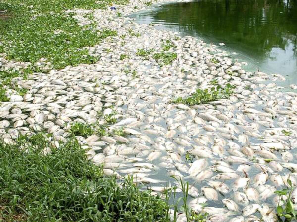 Preocupación por mortandad de peces en Chocó