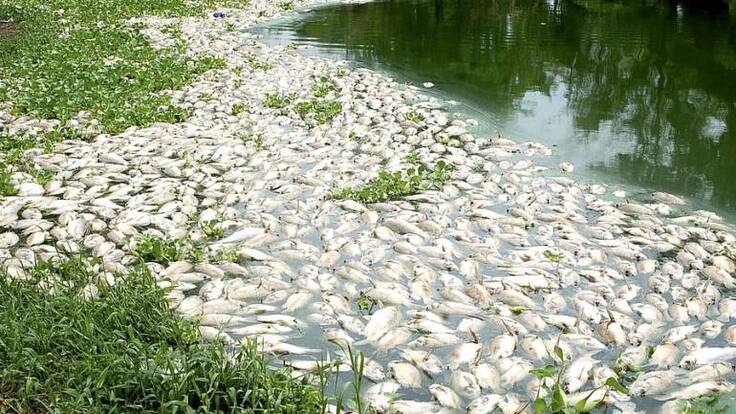 Mortandad de peces en Chocó