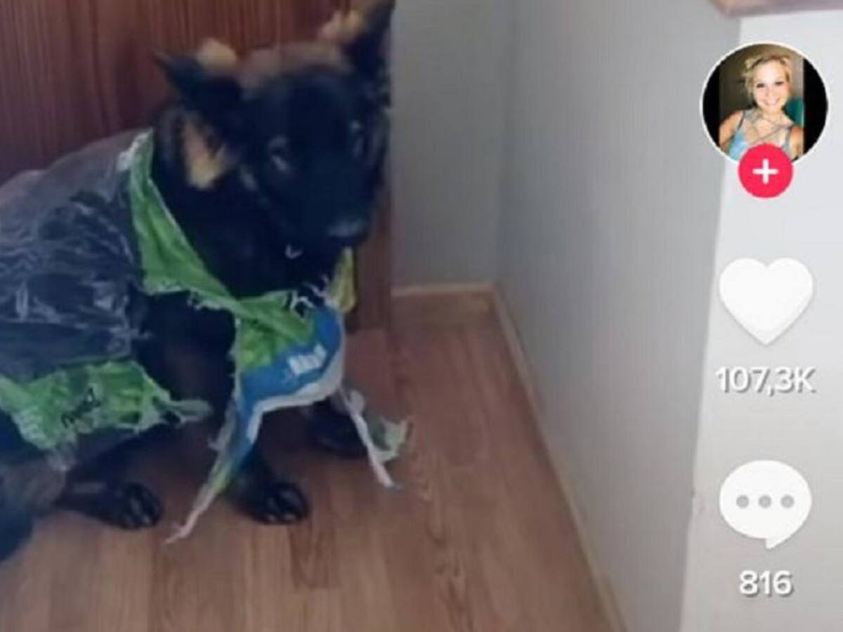 Perro destrozó papel higiénico que su dueña había comprado para cuarentena
