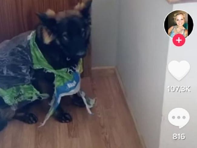 Perro destrozó papel higiénico que su dueña había comprado para cuarentena