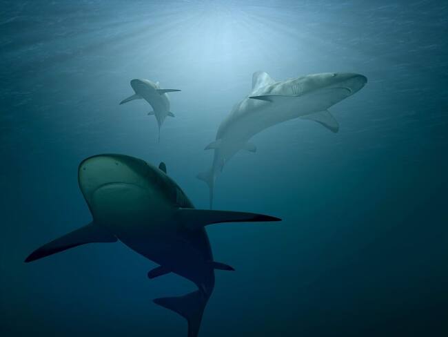 Mauricio Hoyos es uno de los tiburones del reality de negocios Shark  Tank