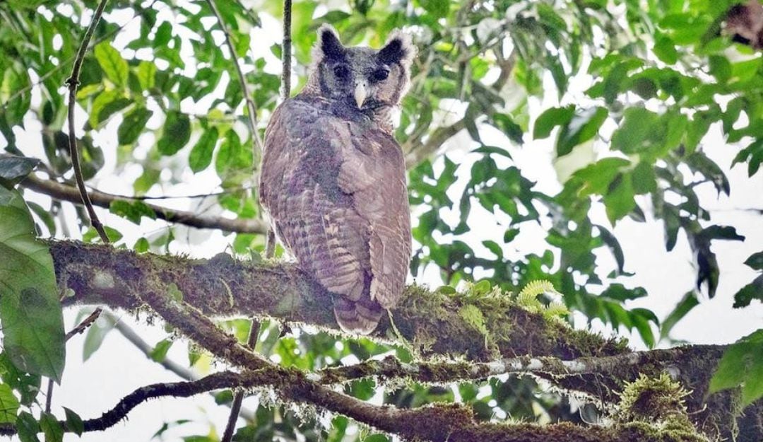 Imagen del buho real de Shelley tomada en Ghana