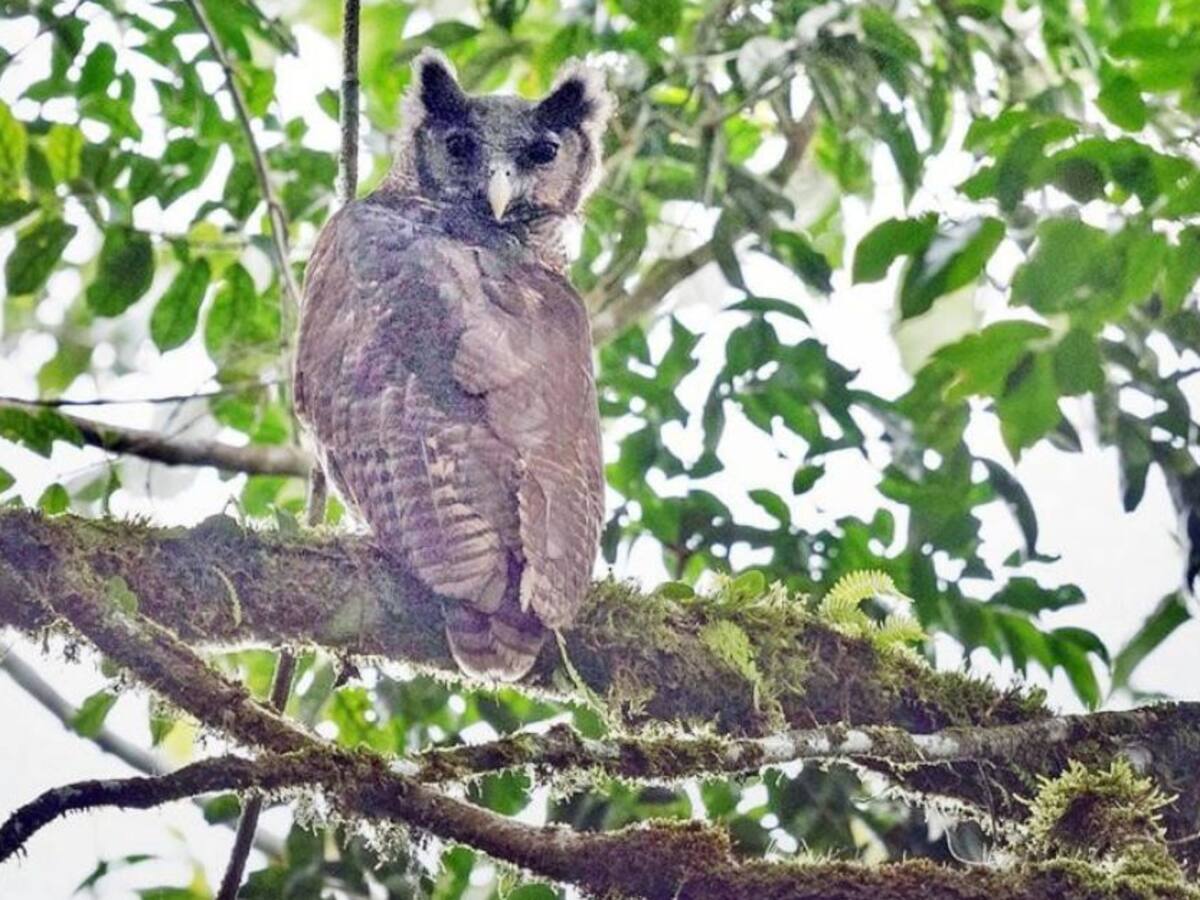Fotografían un enorme buho tropical que no se ha visto en 150 años