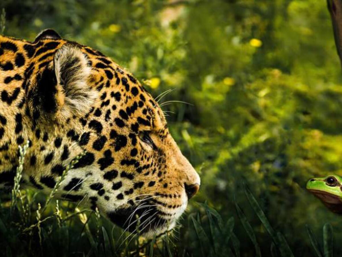 "Tenemos que abrir los ojos ante la biodiversidad": WWF sobre el jaguar