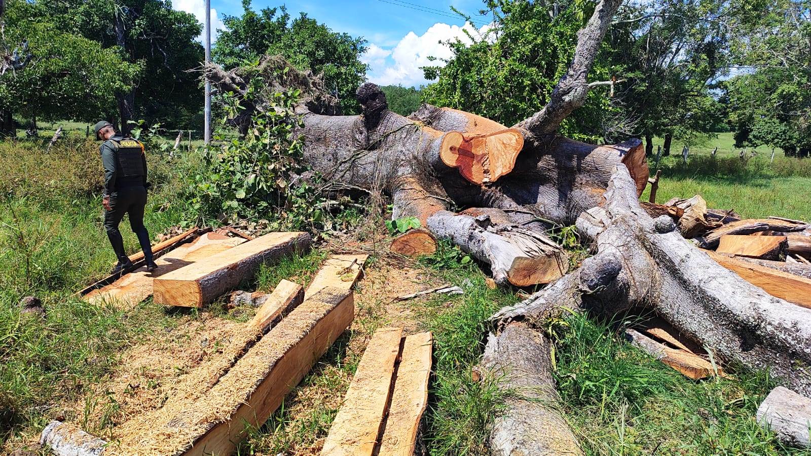 Policía intensifica la lucha contra la deforestación en el departamento de Bolívar