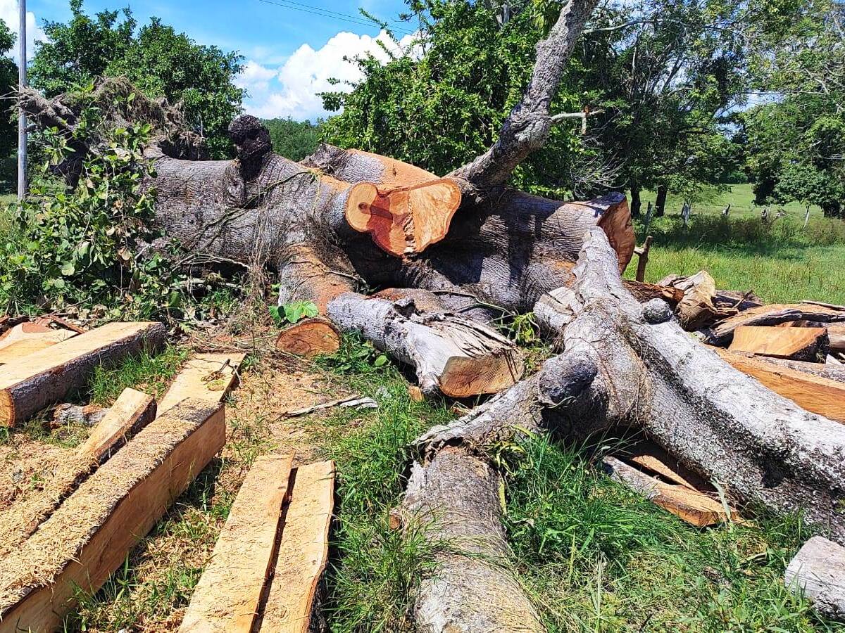 Policía intensifica la lucha contra la deforestación en el departamento de Bolívar