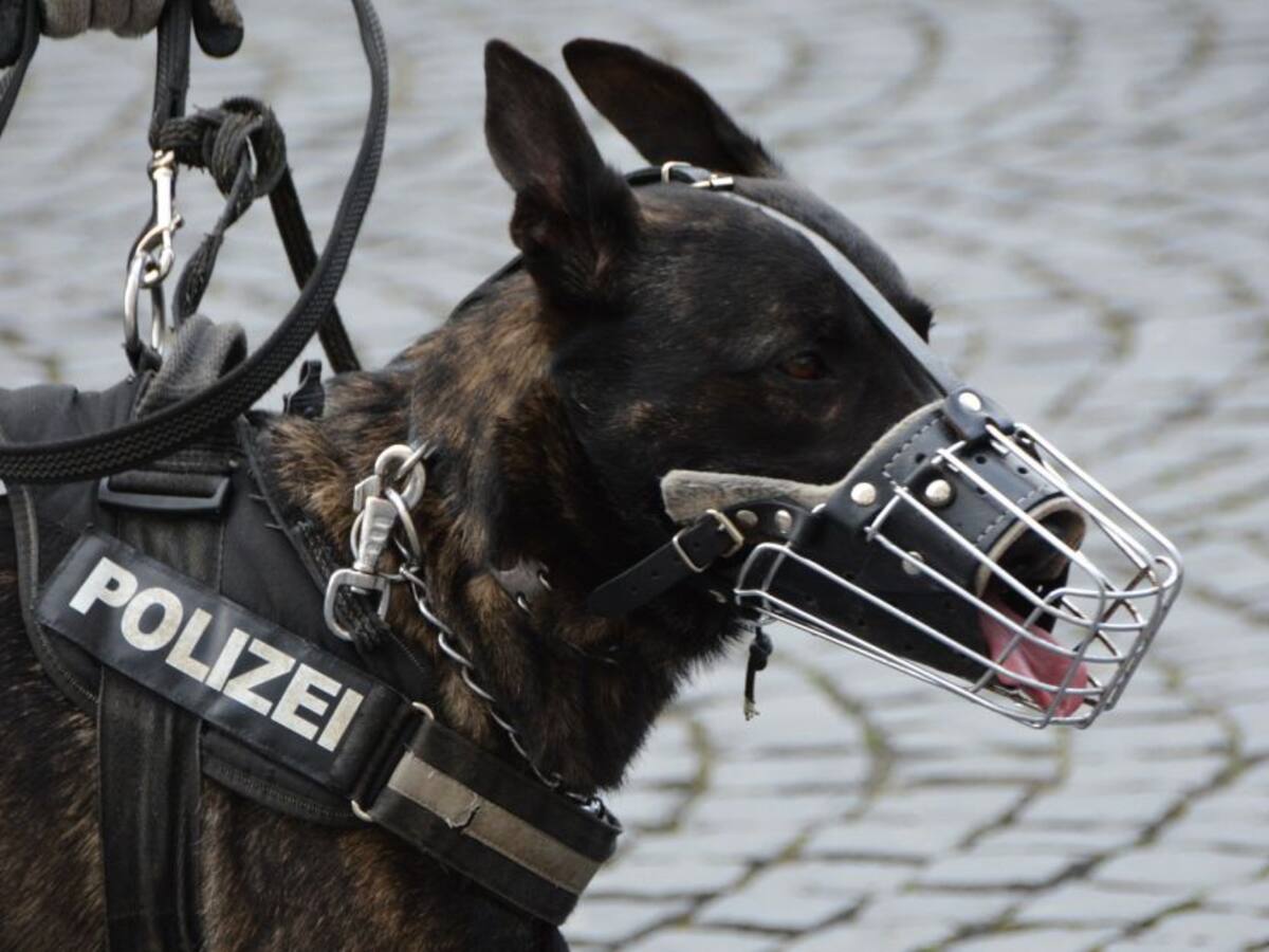 158 perros que vivían en CAIS fueron auxiliados debido a los disturbios