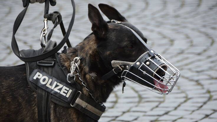 Más de 158 perros rescatados durante las manifestaciopnes en los CAIS