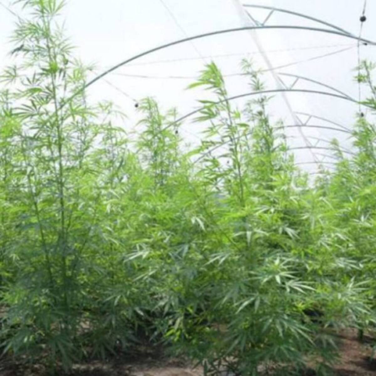 Productores de cannabis en Quindío celebran resolución de uso industrial