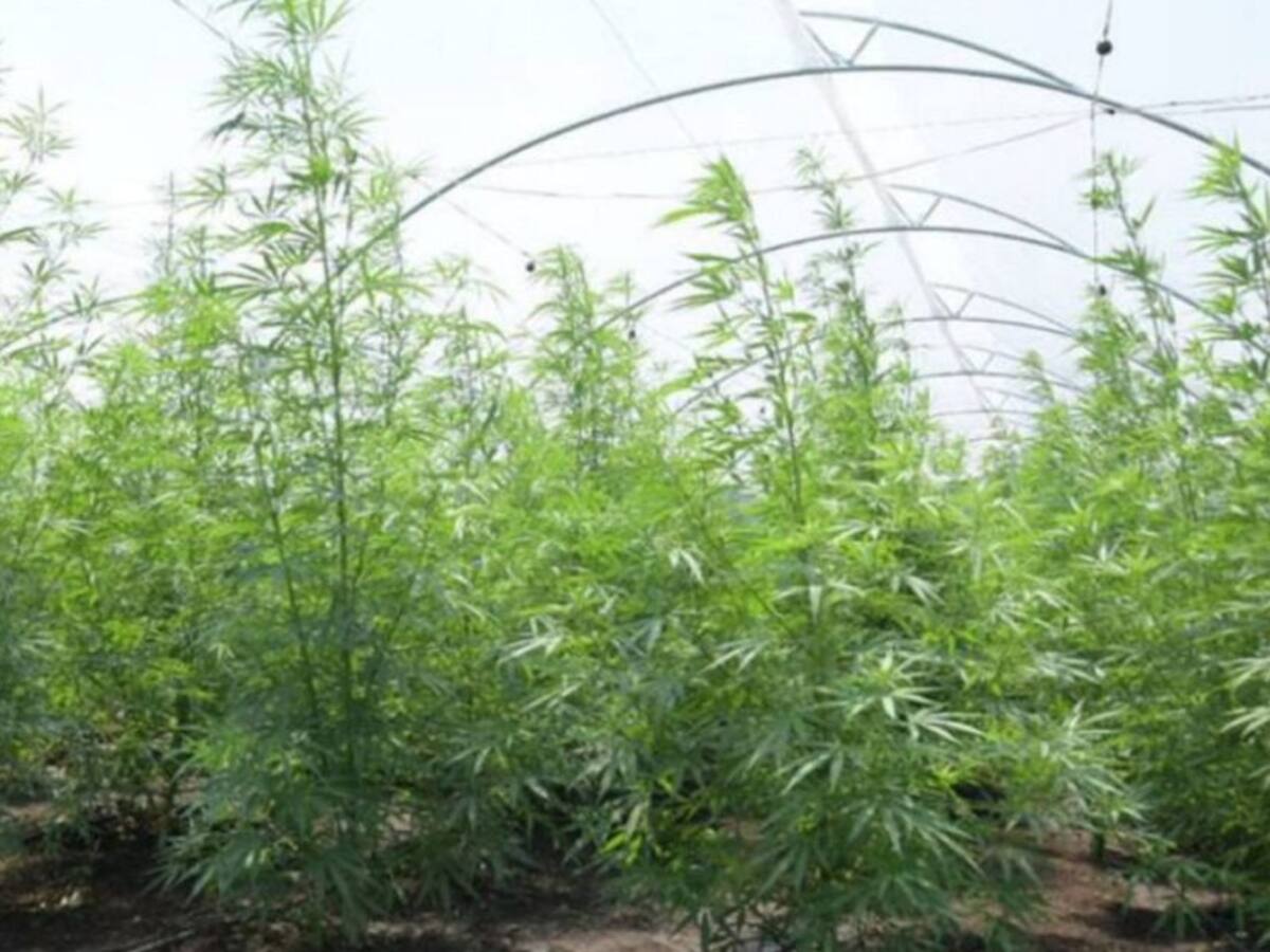 Productores de cannabis en Quindío celebran resolución de uso industrial