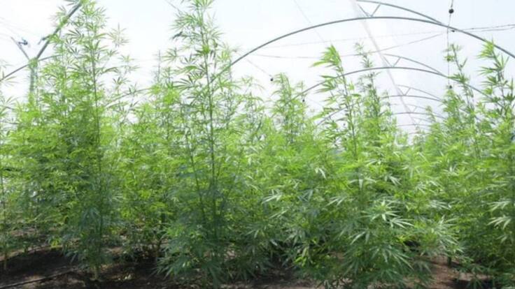 Juan Pablo López, vicepresidente de planta medicinales de Colombia, Plantmedco