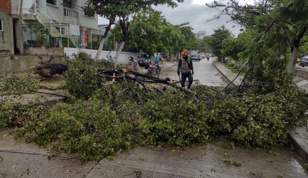 En este barrio de Cartagena operarios del EPA realizaron la poda tras el fuerte aguacero que cayó sobre la ciudad