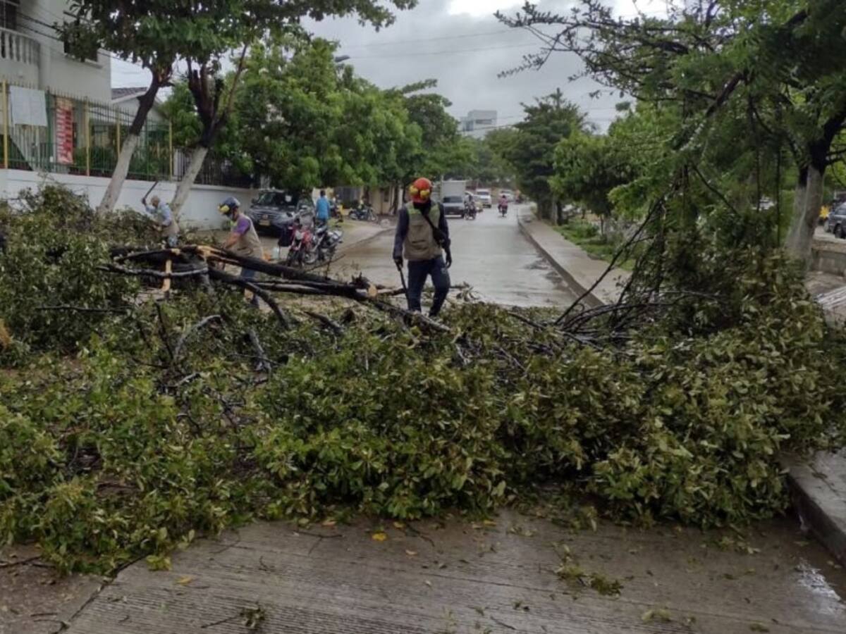 Bloqueo en la avenida Kennedy de Blas de Lezo por caída de árbol
