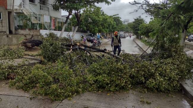 En este barrio de Cartagena operarios del EPA realizaron la poda tras el fuerte aguacero que cayó sobre la ciudad