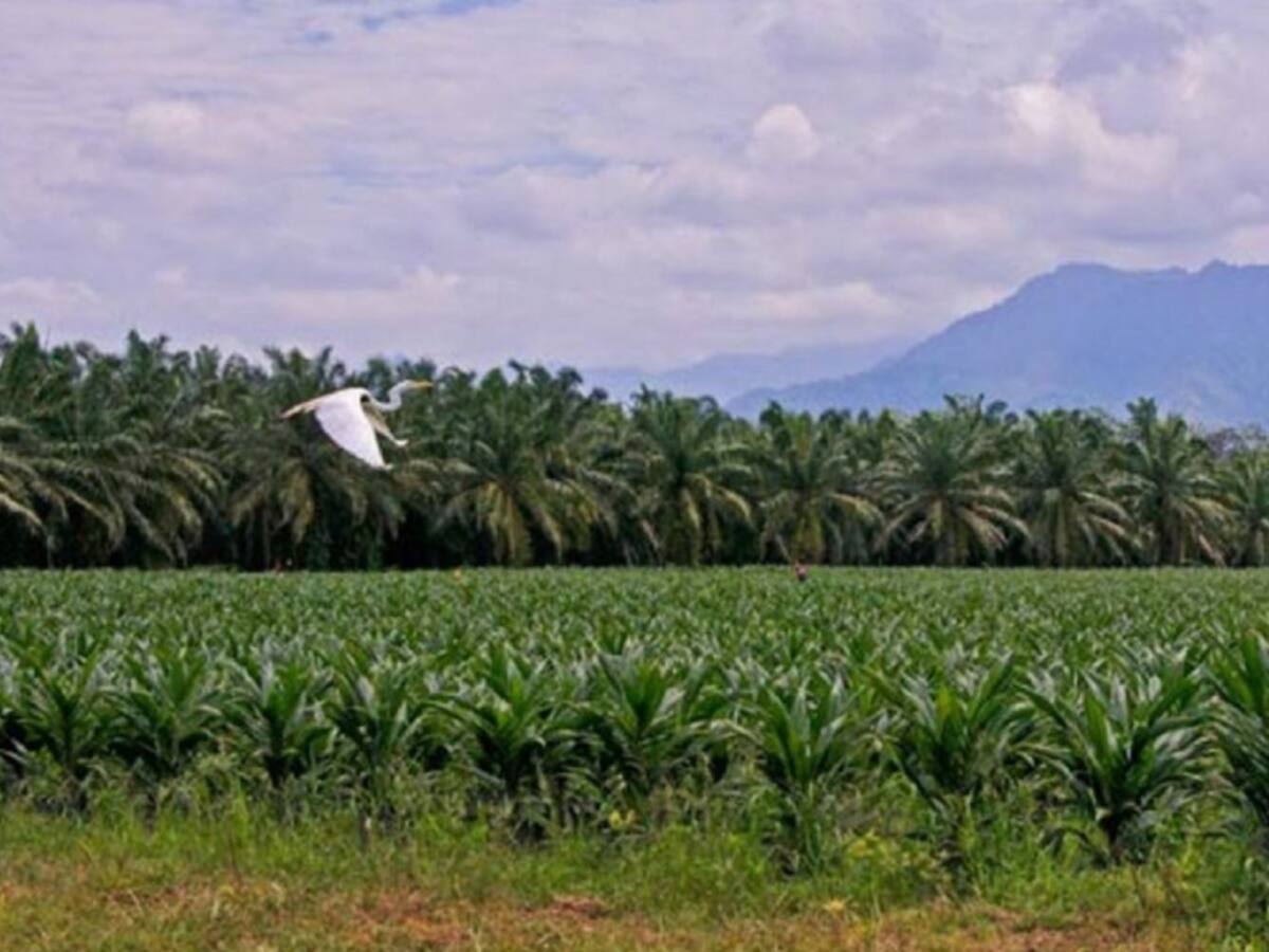 Palmicultores en Catatumbo afectados por el paro nacional