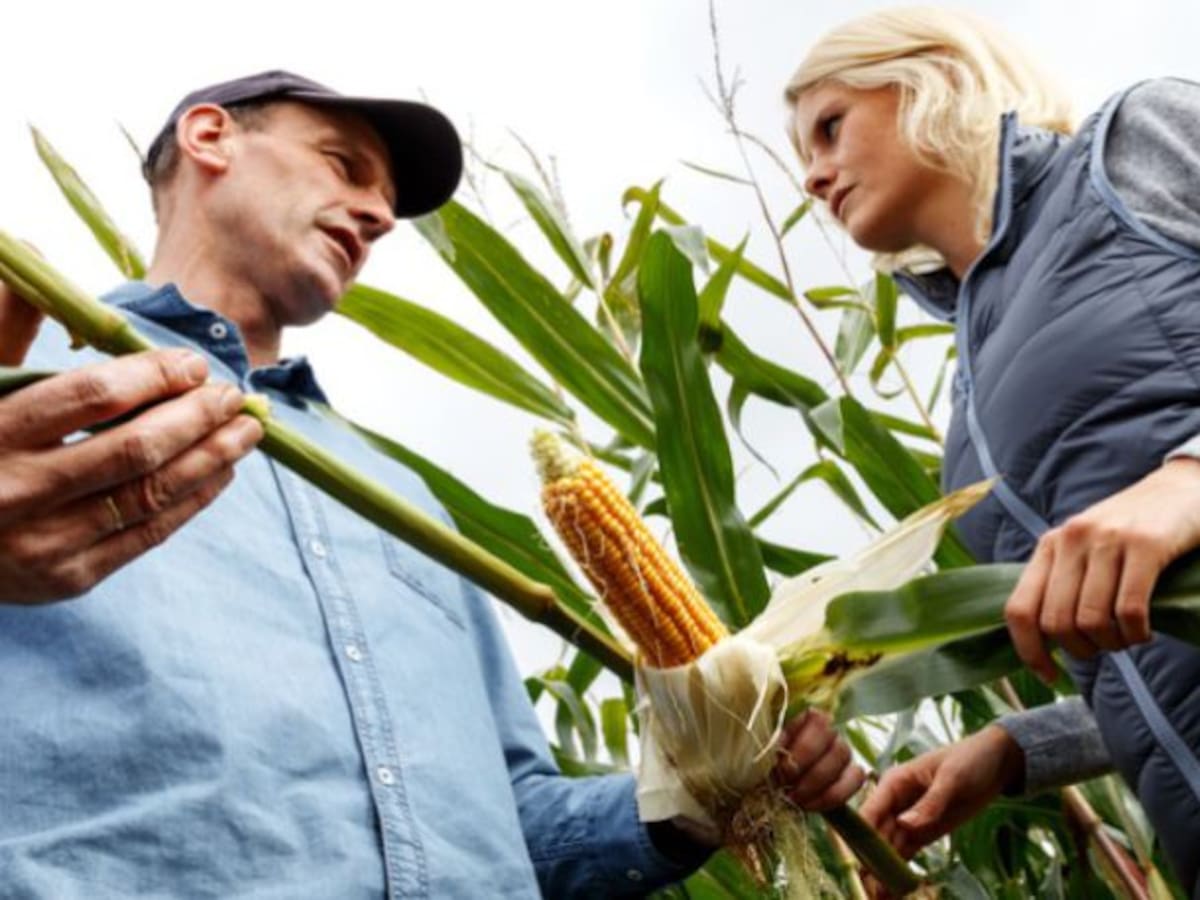 Fertilizantes, los alimentos de nuestro alimento