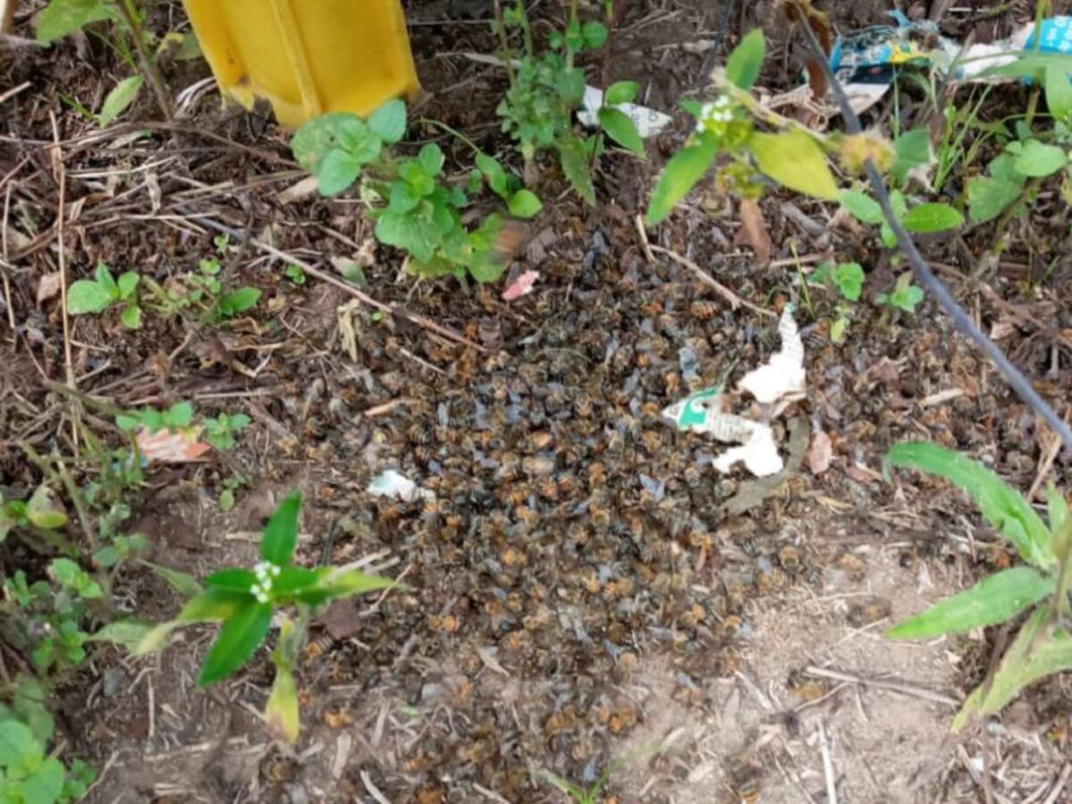 Denuncian muerte de un millón de abejas en Barcelona, en Calarcá, Quindío