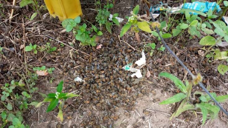 Denuncian muerte de un millón de abejas en Barcelona, en Calarcá, Quindío
