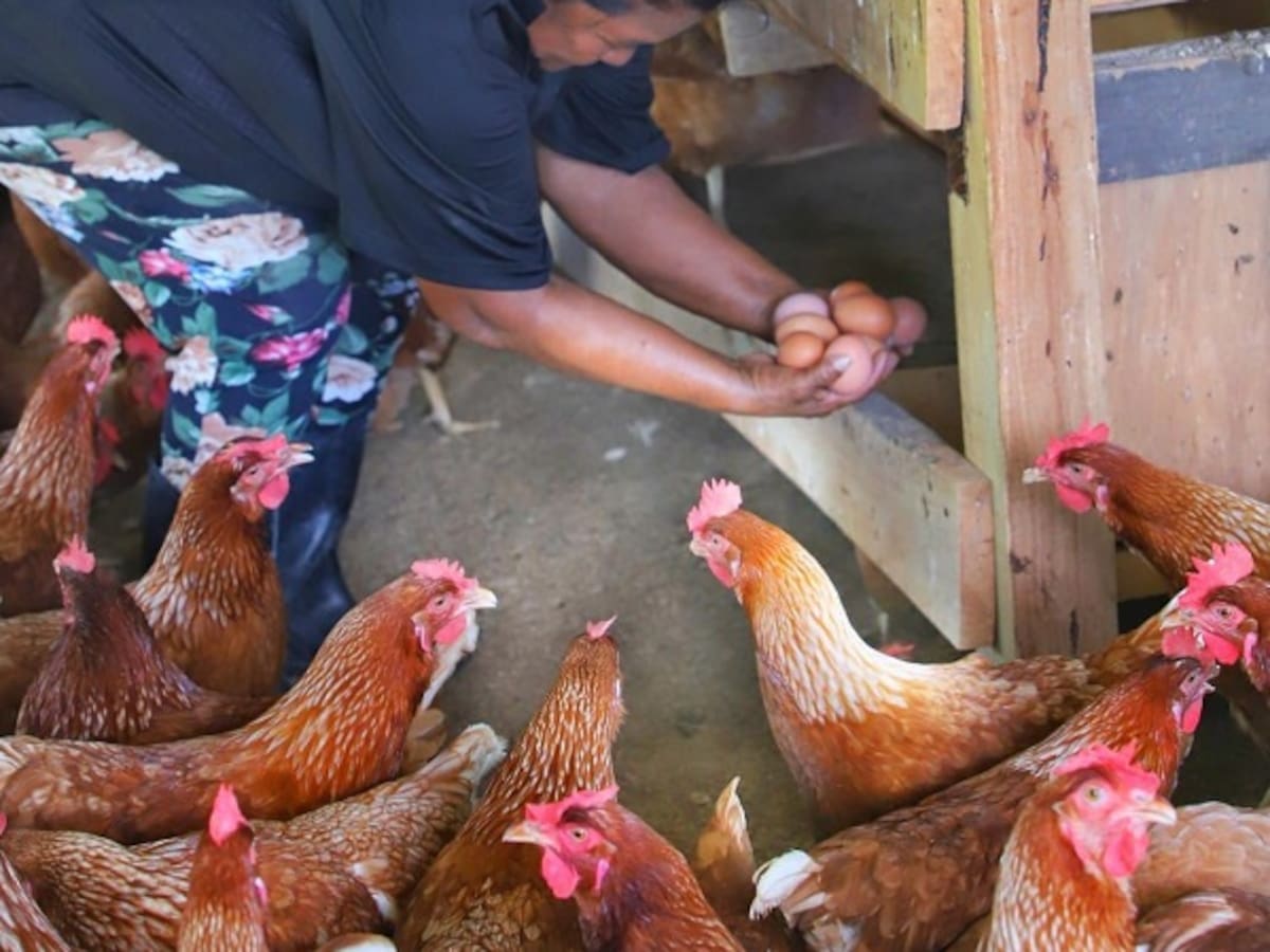 Firmante de paz en Turbaco recibieron 250 gallinas ponedoras