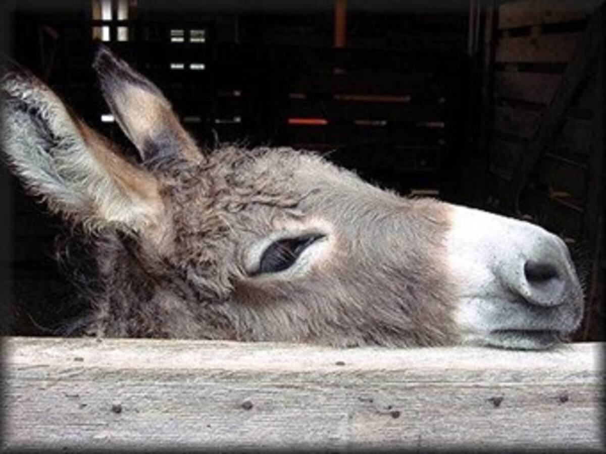 Escándalo por corrupción en la compra de un burro