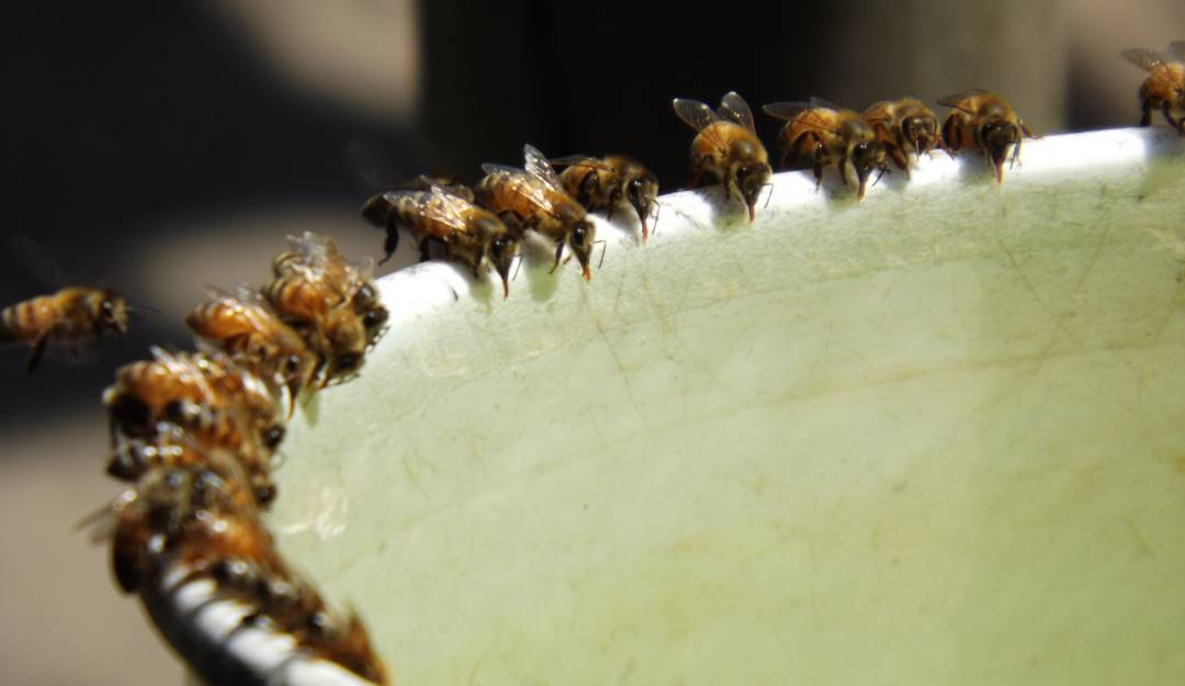 Protección de abejas en Chile.    Foto: Getty 