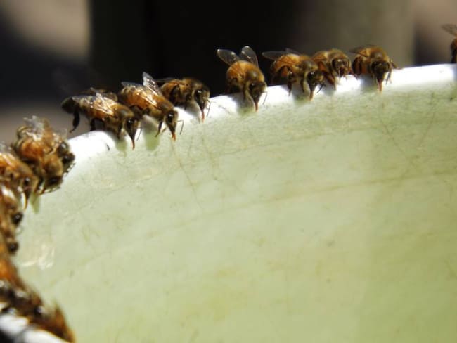 Protección de abejas en Chile.    Foto: Getty 