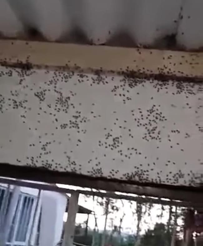 Habitantes de las seis veredas de Moniquirá, Boyacá, denuncian la propagación de moscas y afectaciones a la salud / Foto: Suministrada.