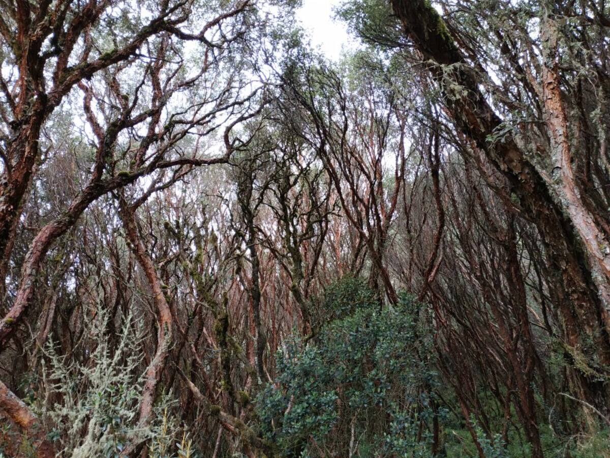 La madera de los colorados ha sido altamente utilizada como fuente de energía y fabricación de herramientas, corrales y cercas.