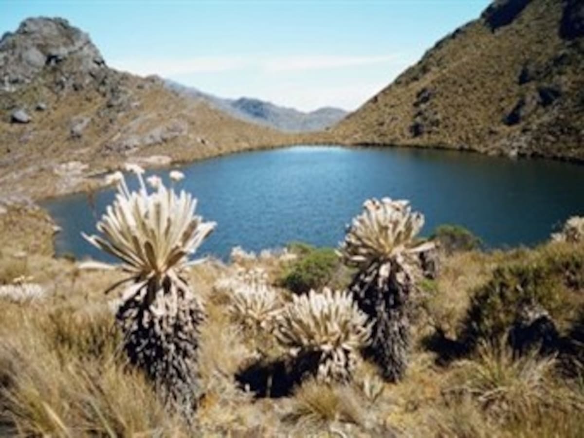 Ambientalistas se manifiestan contra proyecto aurífero en páramo de Colombia