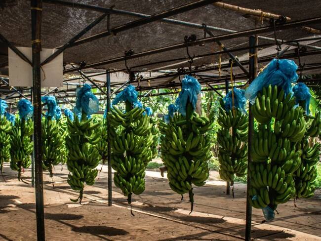 Erradican 168.5 hectáreas de cultivos de banano por Fusarium R4