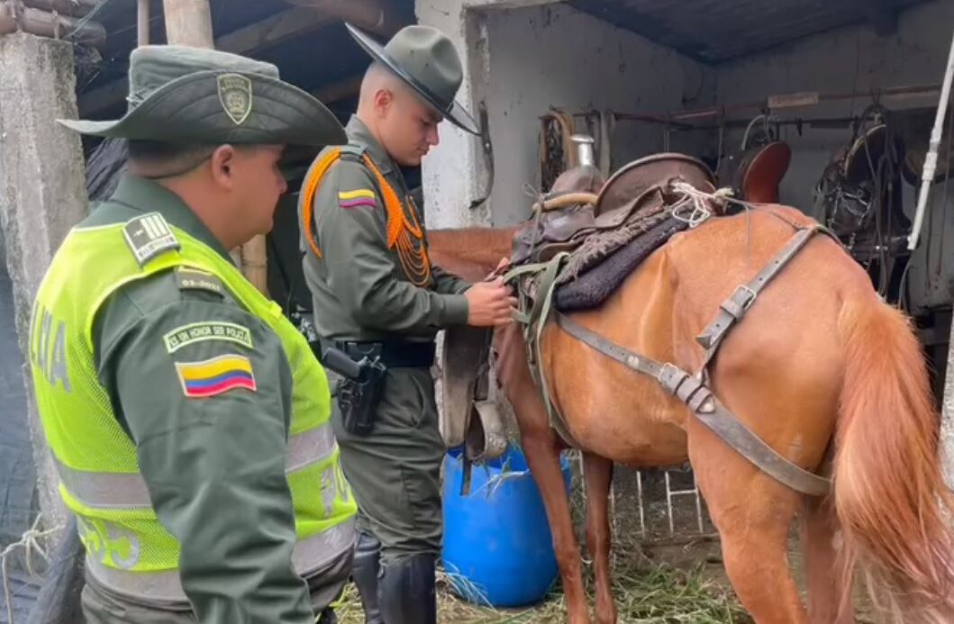Caballos maltratos en Filandia- Captura de Pantalla