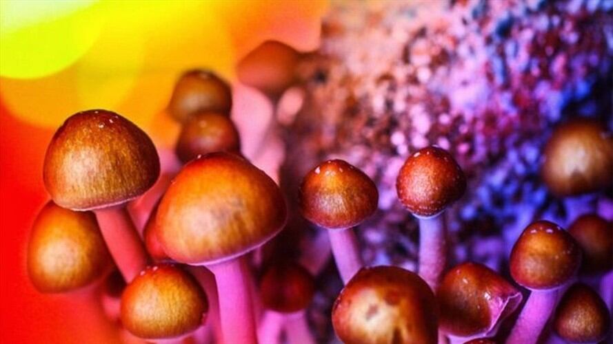 La psilocibina es el ingrediente activo de los hongos mágicos.. Foto: BBC Mundo