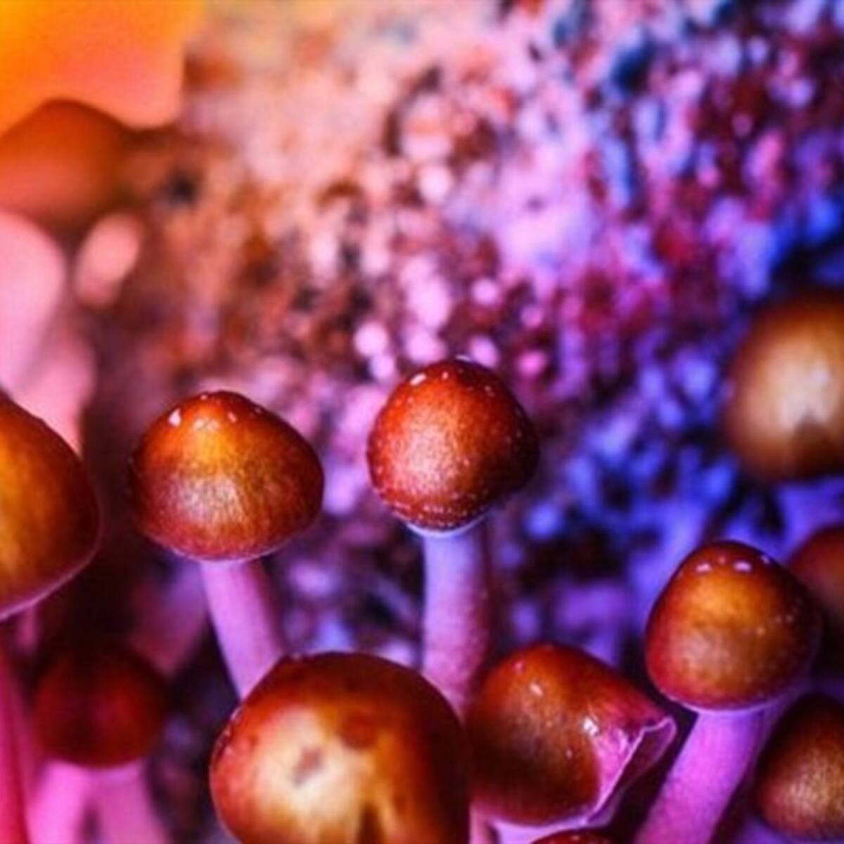 República Checha aprueba el uso terapéutico de un derivado de hongos alucinógenos