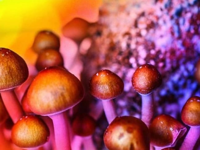 La psilocibina es el ingrediente activo de los hongos mágicos.. Foto: BBC Mundo