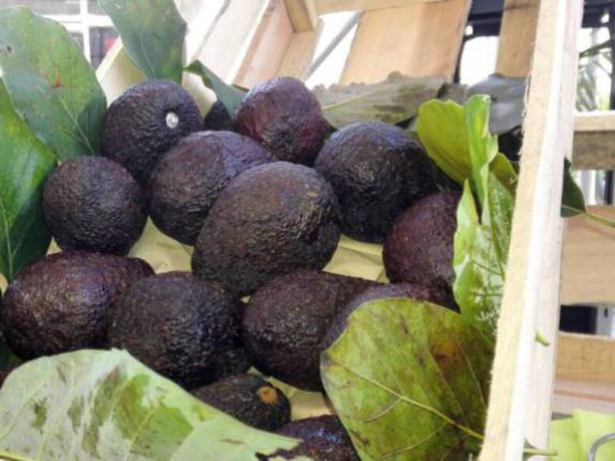 El aguacate hass también quiere conquistar el mundo árabe