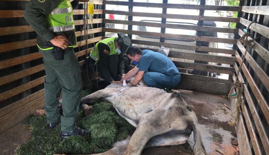 Rescate de un equino en mal estado de salud