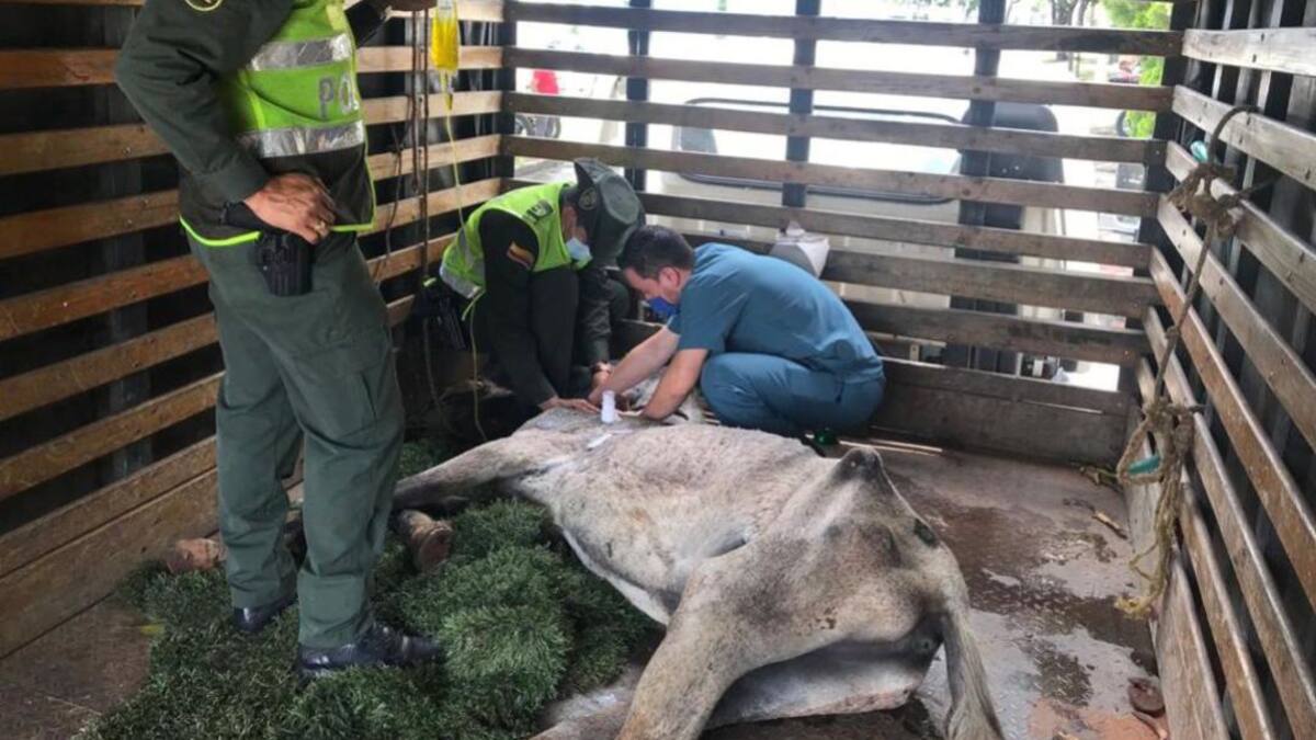 Caballos en Cali siguen siendo usados para 'carretillas'