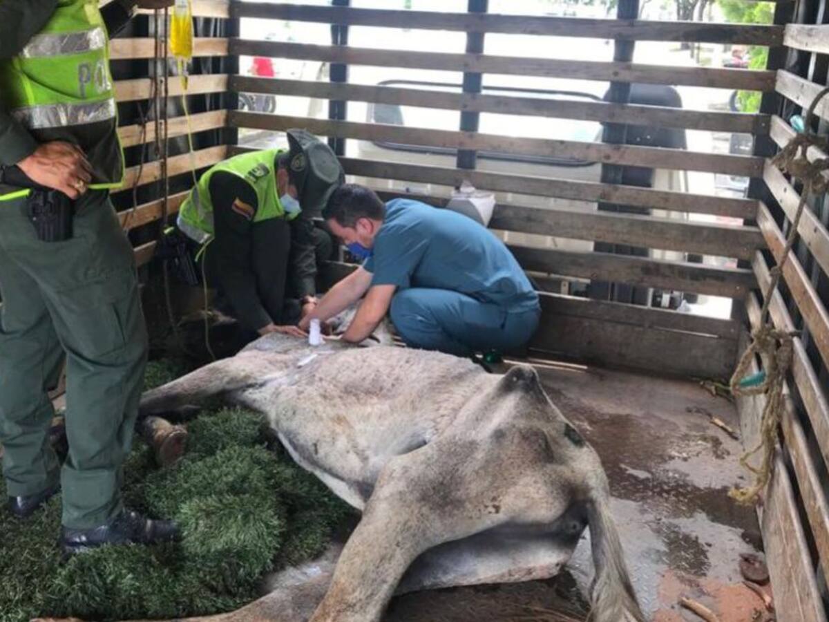 Caballos en Cali siguen siendo usados para 'carretillas'