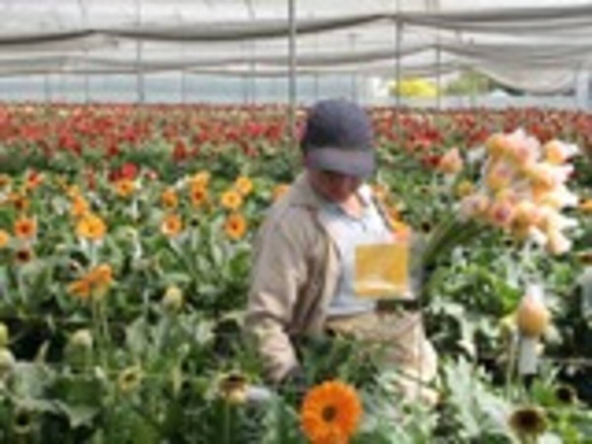Más del 20 por ciento del sector floricultor en Colombia afronta problemas financieros