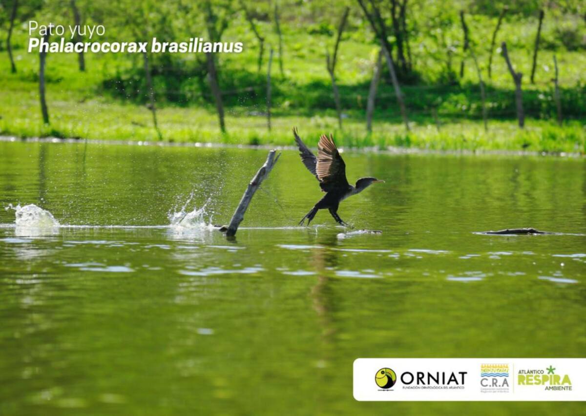 Atlántico vivió la jornada del Global Big Day, iniciativa mundial que a través del avistamiento, se identifican y dan a conocer el registro de aves con el que cuenta un territorio. En el marco de la expedición de Viaje al Corazón del Caribe de Caracol Radio y la Armada de Colombia, destacamos esta iniciativa que la Corporación Regional Autónoma del Atlántico, CRA y la Fundación ORNIAT de Atlántico, lideraron en el departamento, considerado un escenario de diversas especies de aves, tanto nativas como extranjeras que llegan hasta el Atlántico, atraídas por ecosistemas como el de la Ciénaga de Mallorquín y la vía Parque Isla Salamanca.