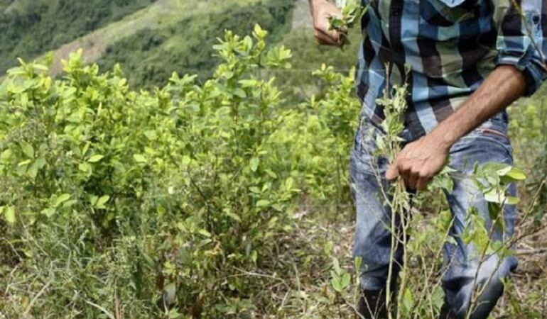 Erradicación manual de cultivos ilícitos en el Catatumbo