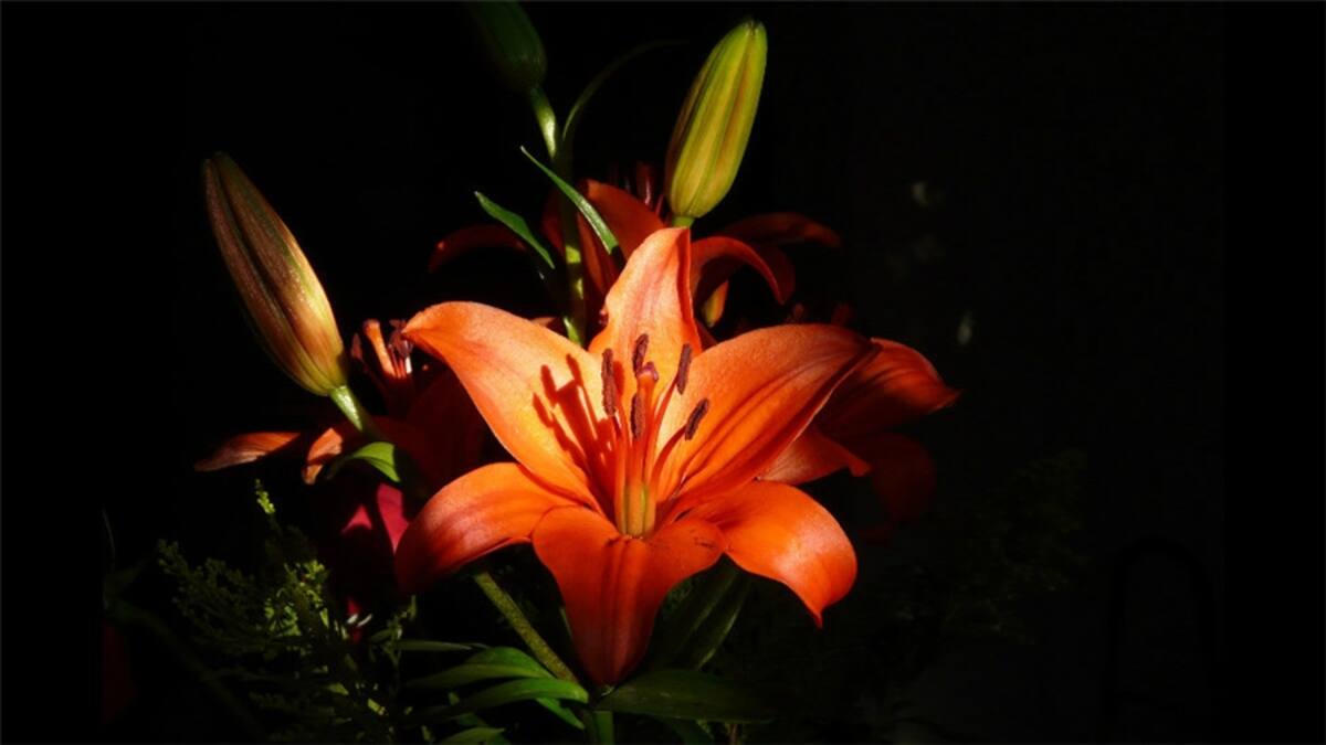Más adelante el tema fue "Vuelo". Alberto Porta nos envió esta foto de un flamenco iniciando el vuelo de una bandada en la Ciénaga de los Olivitos, Zulia, Venezuela".