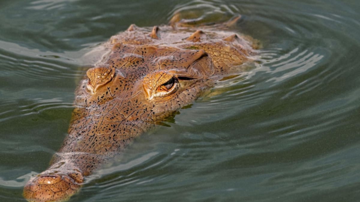 En el Huila protegen el Caimán del Magdalena con alianza científica y empresarial