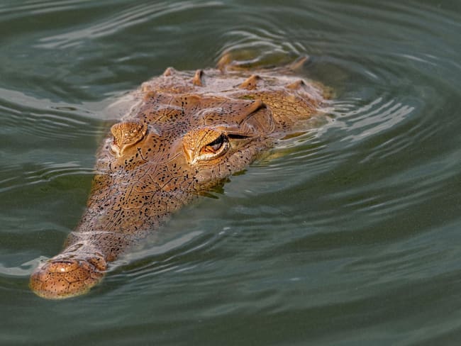 En el Huila protegen el Caimán del Magdalena con alianza científica y empresarial