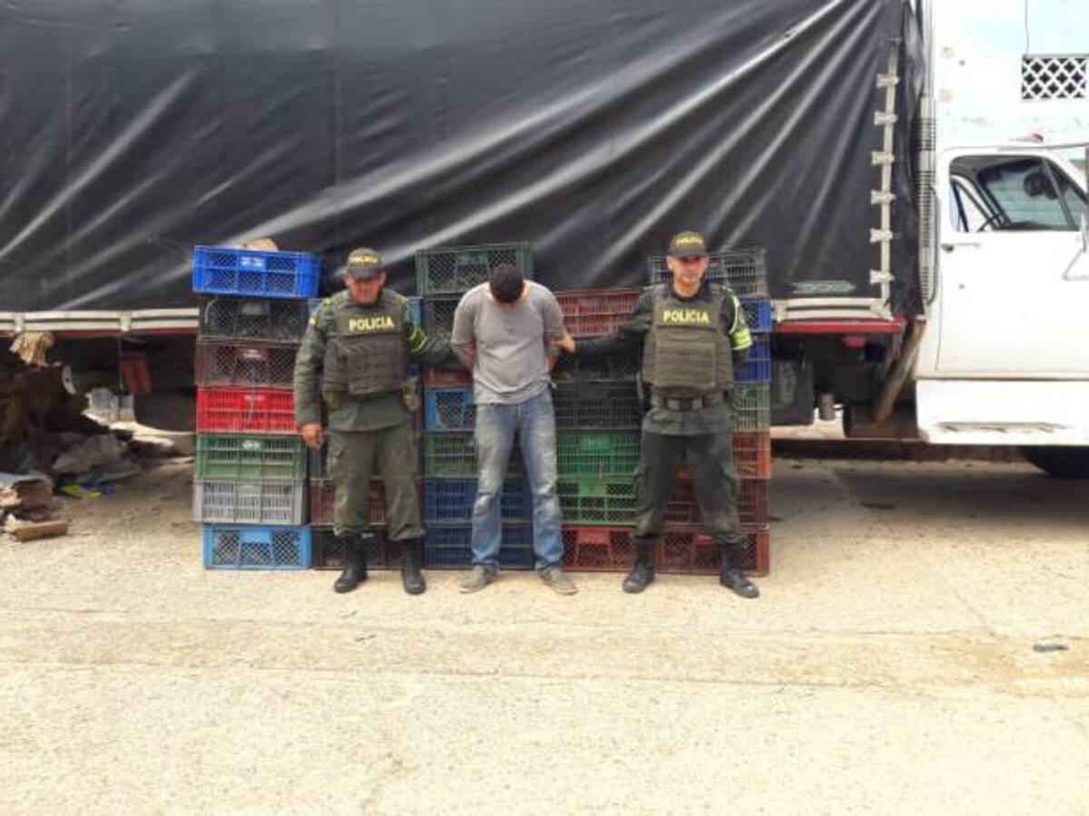 Decomisan más de 3.000 babillas transportadas ilegalmente en Sucre